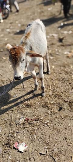 Australian Cross Bachri With Beautiful colour For Sale