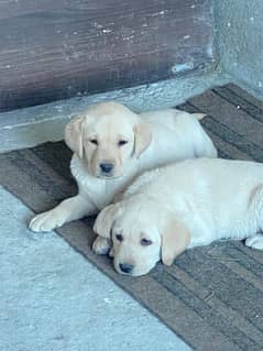 Labra Puppies | Labrador | Puppy | Dog For Sale | Puppies