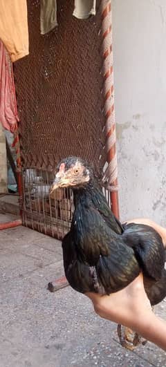 Aseel Mianwali  Hen