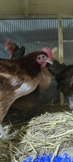 fresh hens eggs laing full active