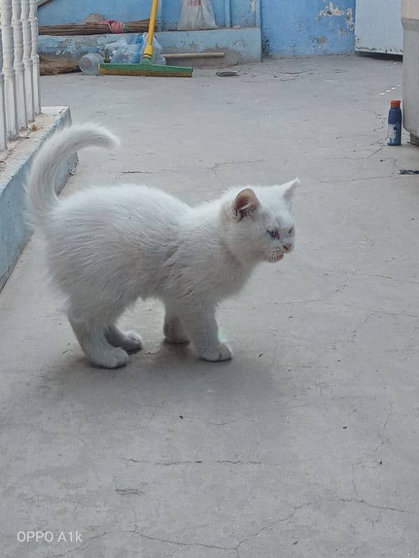 PersiaN Kitten 0