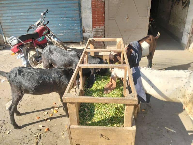 3 female 1 breeder male Ghar ka paly hoy 0