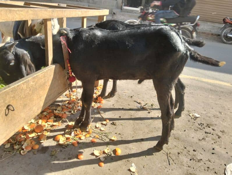 3 female 1 breeder male Ghar ka paly hoy 10