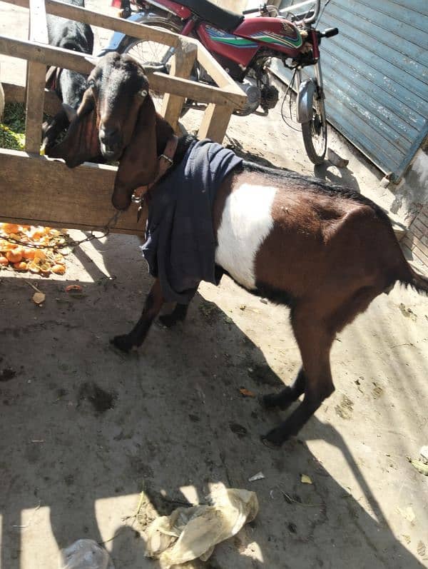 3 female 1 breeder male Ghar ka paly hoy 11