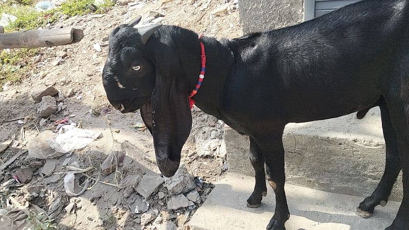 3 female 1 breeder male Ghar ka paly hoy 13