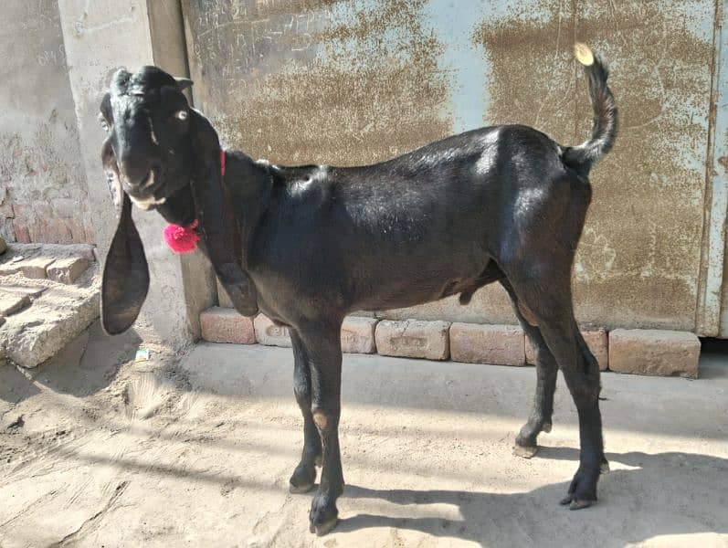 3 female 1 breeder male Ghar ka paly hoy 14