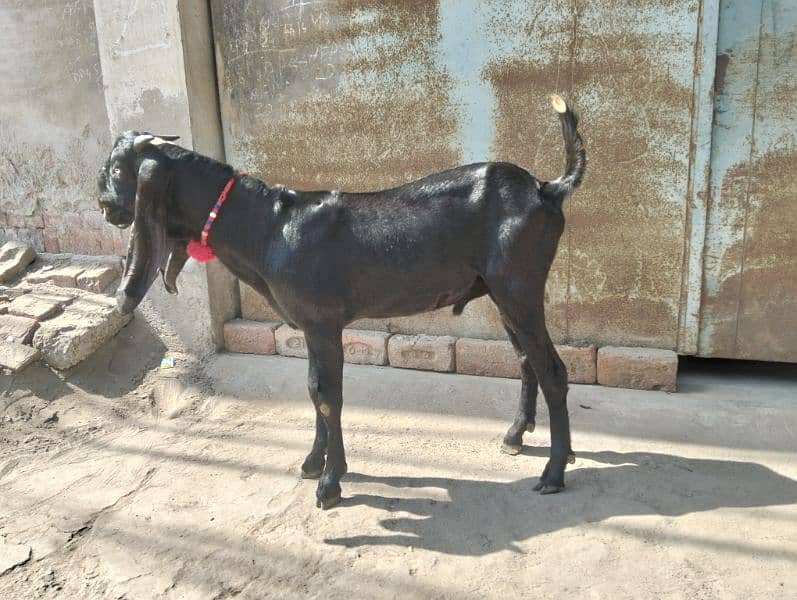 3 female 1 breeder male Ghar ka paly hoy 15