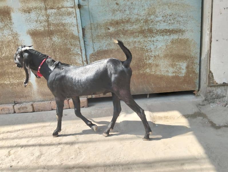 3 female 1 breeder male Ghar ka paly hoy 16