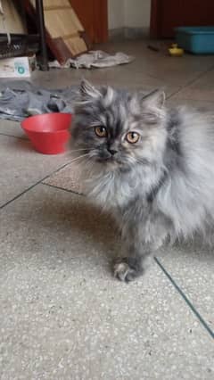 Grey Persian kitten | triple coated | 4 months old