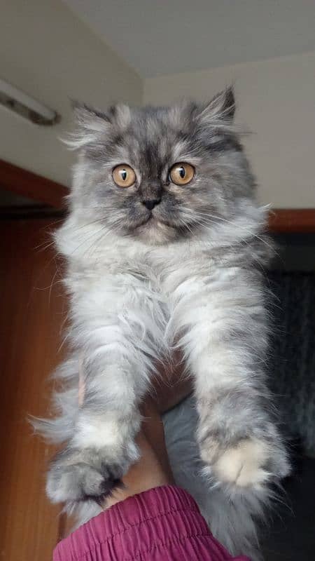 persian kitten 1