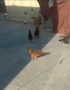 Americana male and 2 Desi pullets