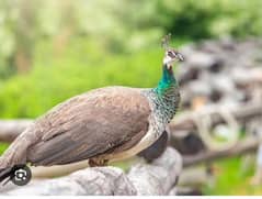 indian peahen full