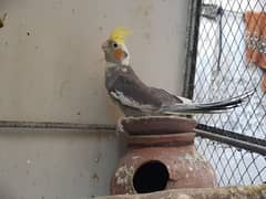 Gray cockatiele male parrot