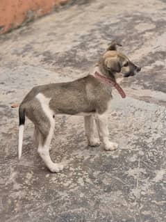 American Akita dog 3month age