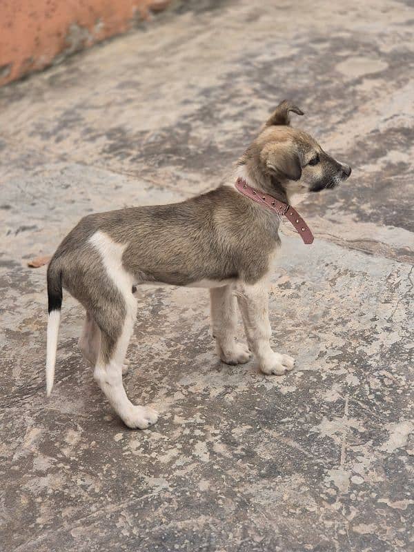 American Akita dog 3month age 0