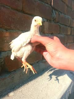 Pure assel chick's for sale.