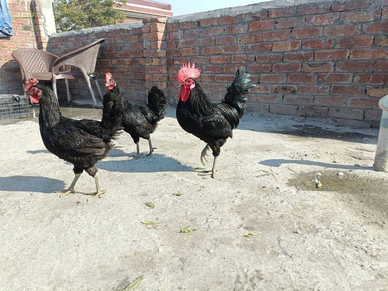 1 Rooster + 2 Egg lying Hens Australorp 1