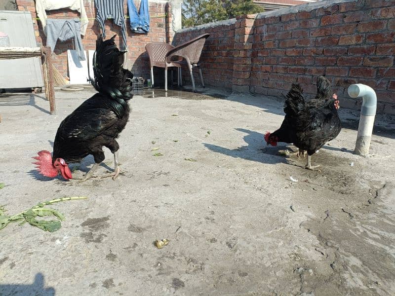 1 Rooster + 2 Egg lying Hens Australorp 2