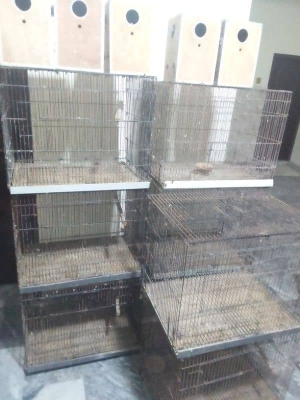 Lovebirds breader pairs or cage for sale 15