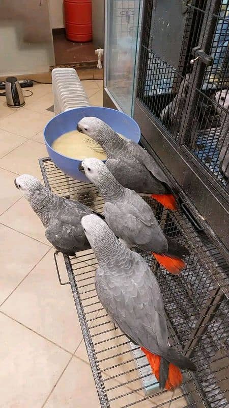 African grey parrot chicks for sale 03037713716 1