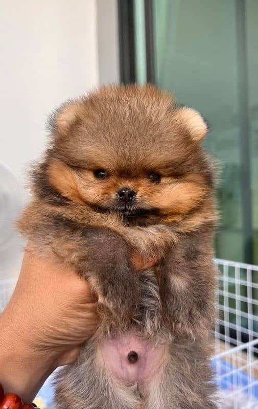 Pomeranian 1