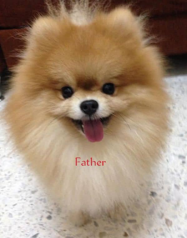 Pomeranian 2