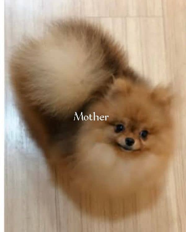 Pomeranian 3