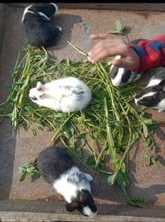 Healthy baby rabbits for sale