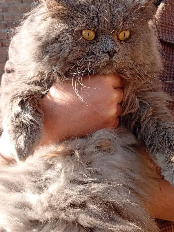 cute Persian Ash Grey Male cat for sale 0