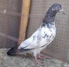 pigeon