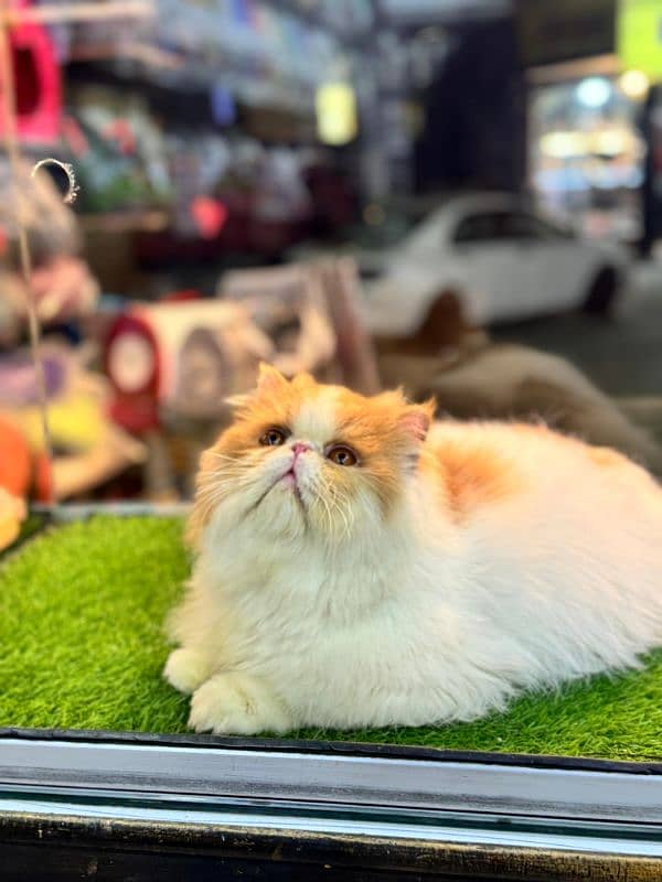 Male Persian Cat Stud Service Experienced Purebred Mating Quality 0