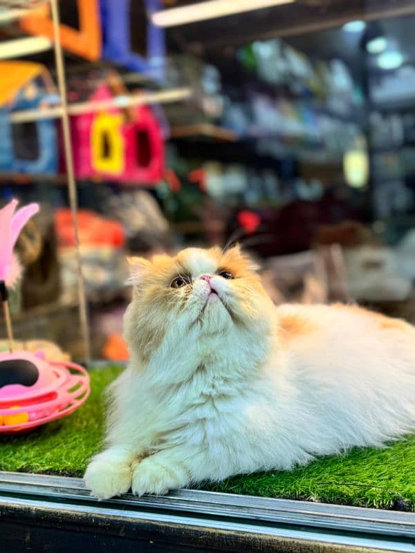 Male Persian Cat Stud Service Experienced Purebred Mating Quality 1