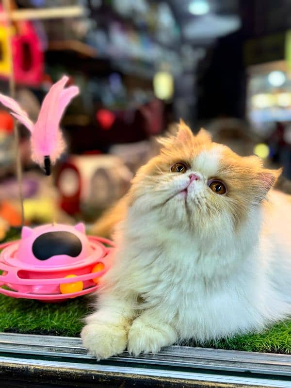 Male Persian Cat Stud Service Experienced Purebred Mating Quality 2