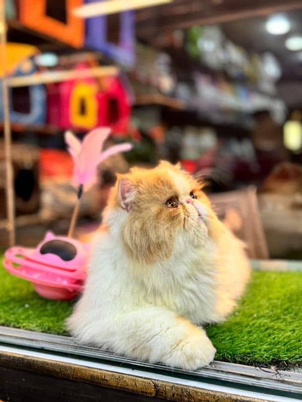 Male Persian Cat Stud Service Experienced Purebred Mating Quality 4