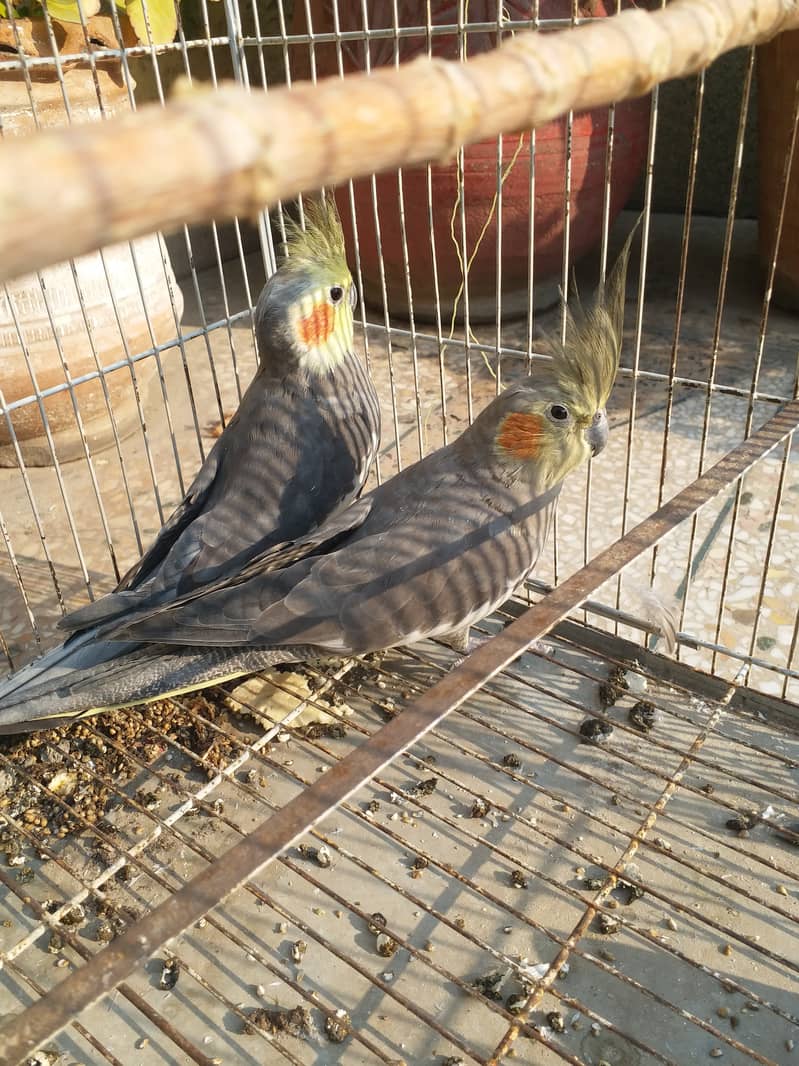 Cocktail breading pair 0