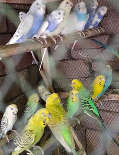 Budgies Parrots