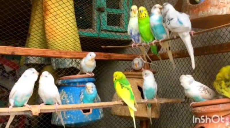 Budgies Parrots 1