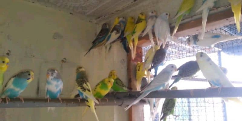 Budgies Parrots 4