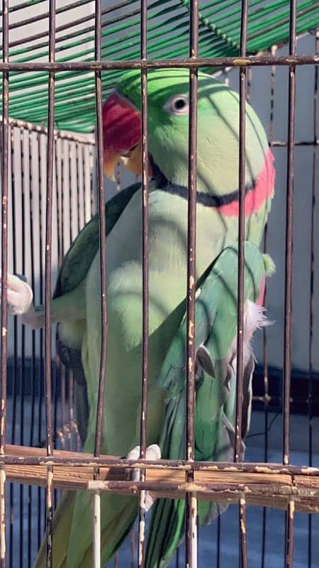 Raw parrot 0