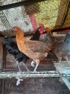 Desi hens