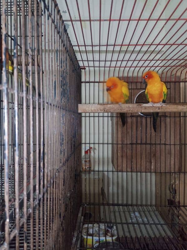 sun conure breeder pair for sale. 0