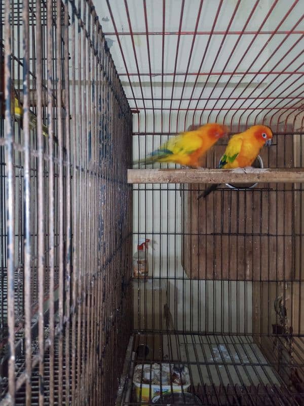 sun conure breeder pair for sale. 2