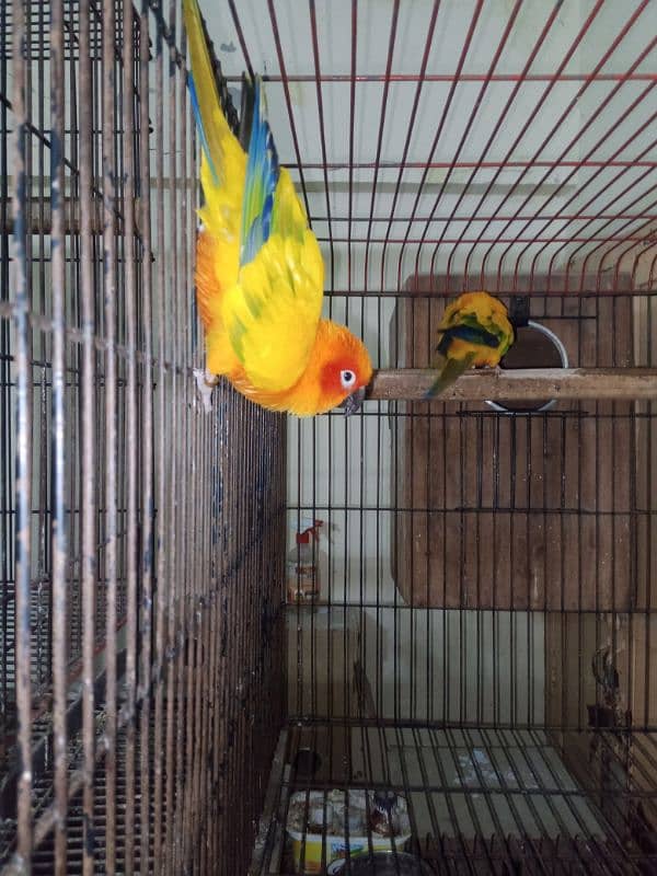 sun conure breeder pair for sale. 3