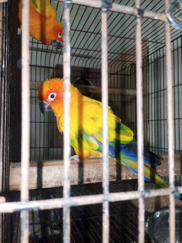 sun conure breeder pair for sale. 4