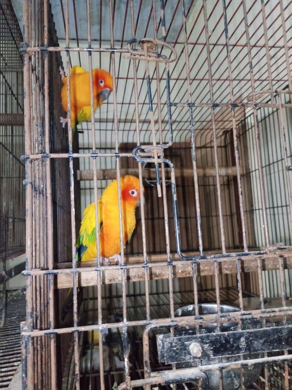 sun conure breeder pair for sale. 5