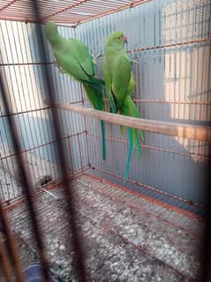 Ringneck chicks 1.5 years with cage for sale urgent