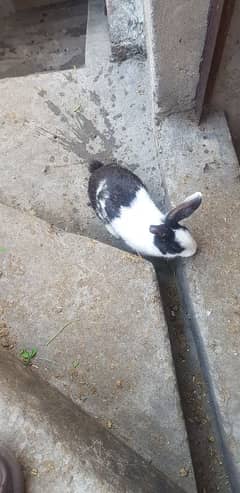 rabbit adult male hai full active hai