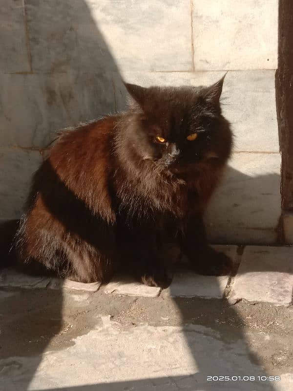 Persian Black kitten 0