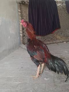 1 year age Pakistani main wali breed