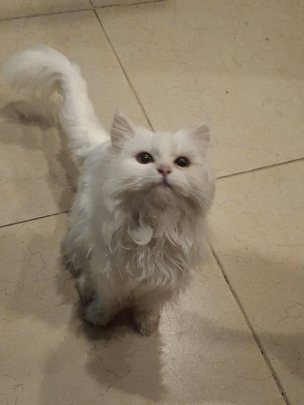 white Persian female kitten for sale 0